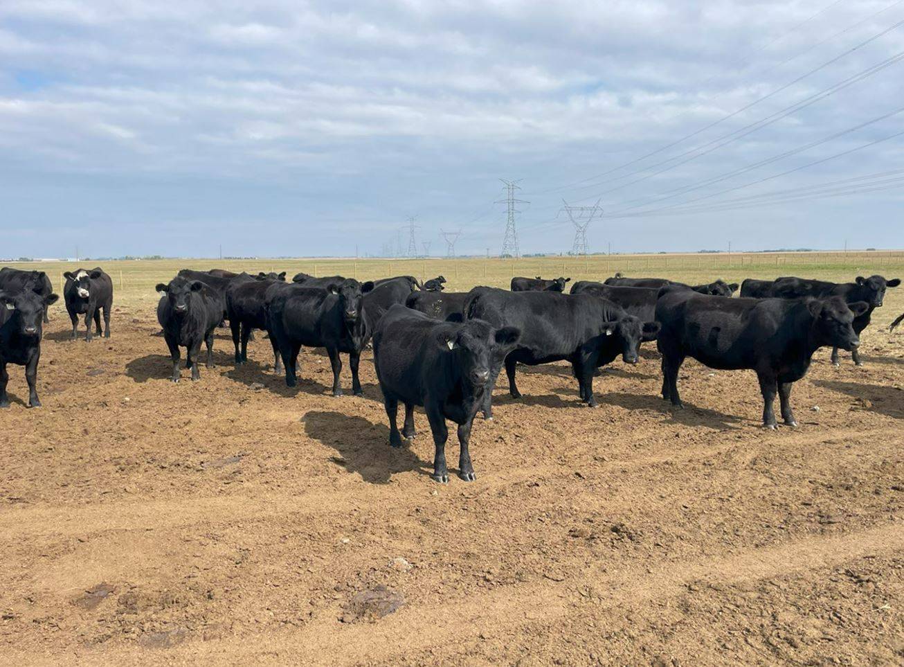 Calendar Details Southern Alberta Livestock Exchange